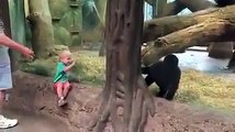 Une belle rencontre entre un gorille et un petit enfant