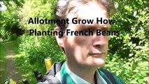 Allotment Grow How - Planting French Beans