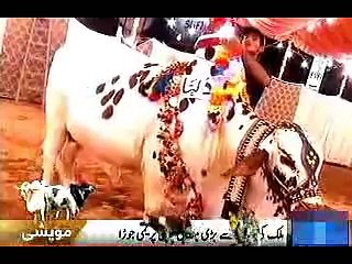 mulk ki sub say bari mandi, main premi jora