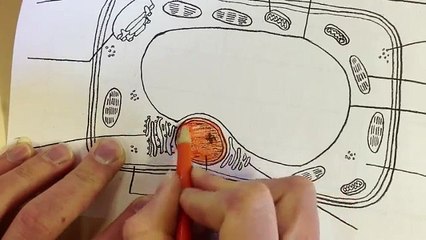 animal plant cell color code   Broadband