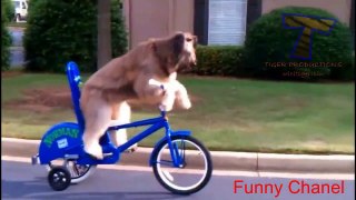 Amazing dog tricks   Funny and awesome dog compilation1 new 1   Funny Channel