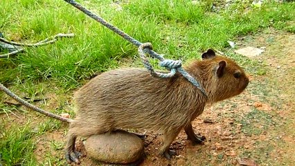 Capibara Oriente Ecuatoriano.mp4