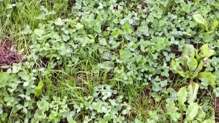 Tamworth Pigs - Momma GG and Baby Pigs