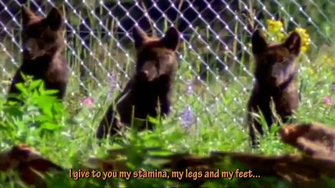DANÇA COM LOBOS