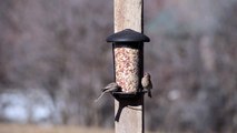Perky-Pet® Wall and Post Mount Feeder -- Perfect for fence post feeding!