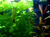 Tropical Fish Tank 54L with Guppies, Platies, Neon Tetras, Corydoras and Live Plants