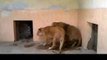 Lion whisperer - Pet Lions- Pet lion (Pakistan)