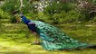 The Most Magnificent Peacock Dance Display Ever - Peacocks Opening Feathers HD & Bird Sound