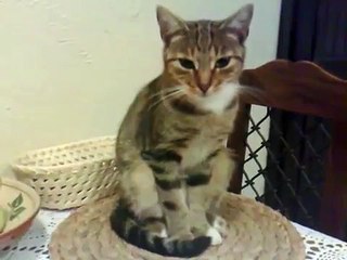 Tayga śpi na stojąco..