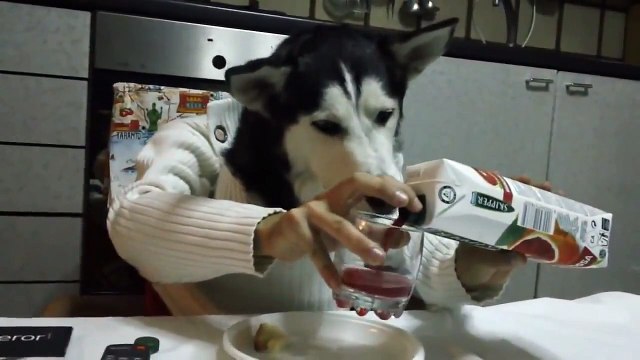 Funny Siberian Husky Video - Husky dog eating like a man