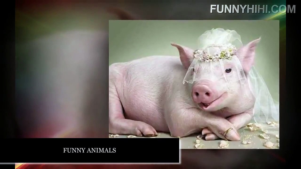 Funny Cats Funny Cat Videos Funny Animal Videos Funny Dog Funny Dogs and Cats