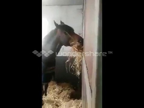 ھوڑے کو اس کے مالک نے سزا دینے کے لیے علیحدہ بھوکا قید کر دیا. لیکن آگے کیا ہوا دیکھے.