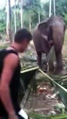 Elephant hits Tourist for getting too close