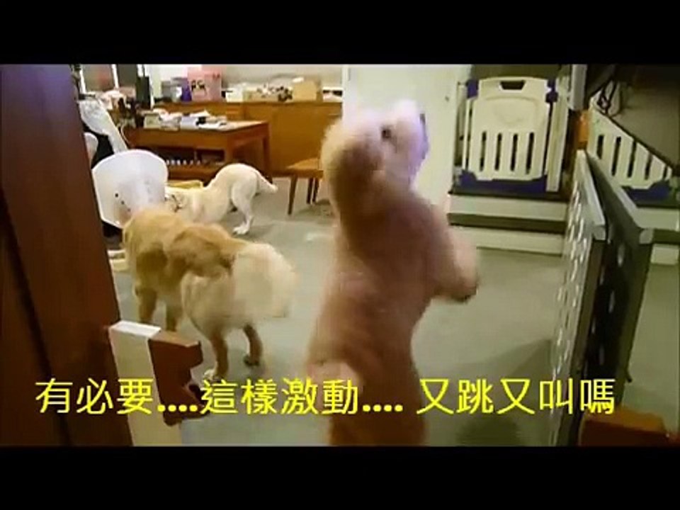 20140501  哈樂是激動型超沒品的電視觀眾