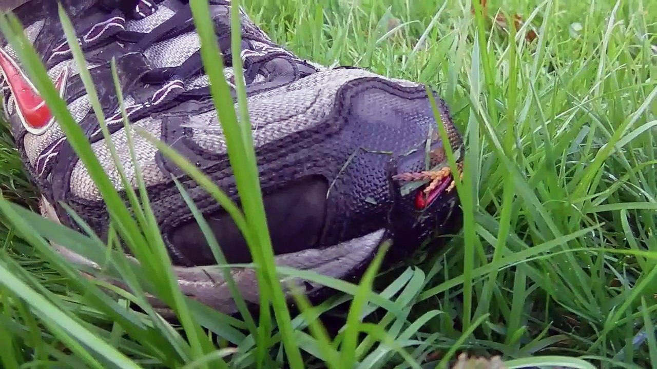 The 50th Video Edstravaganza!