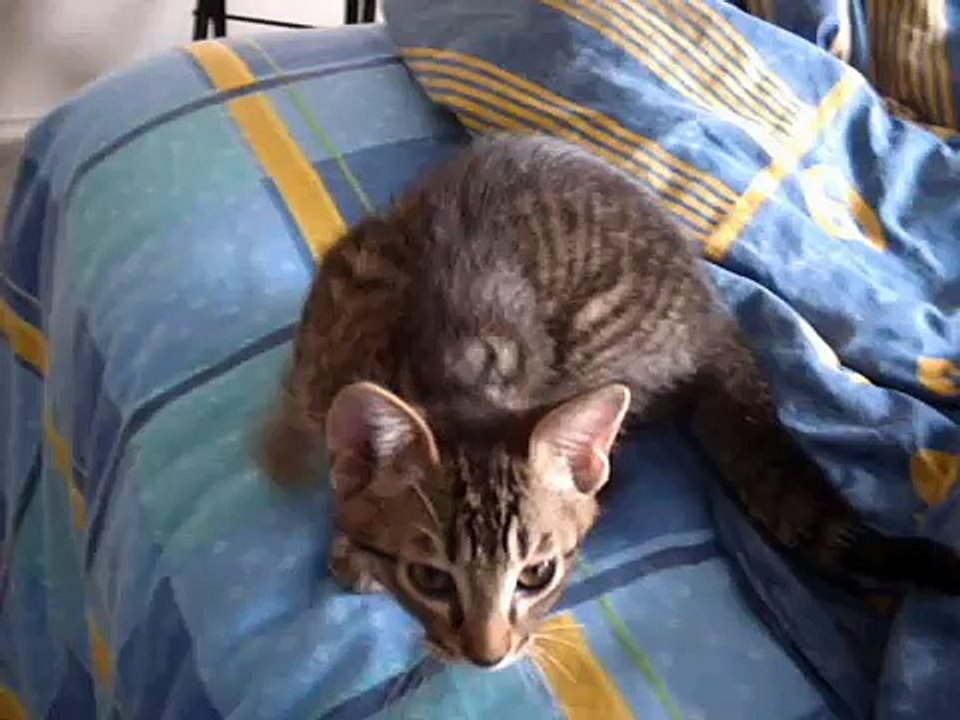 lost cats memory