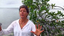 Animal Jam - Dr. Tierney Thys: Replanting Mangroves