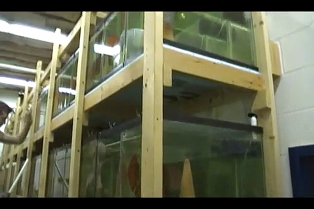 Fish house tour part 2 Discus Hans USA Baltimore Importer of Stendker Discus ~ Germany