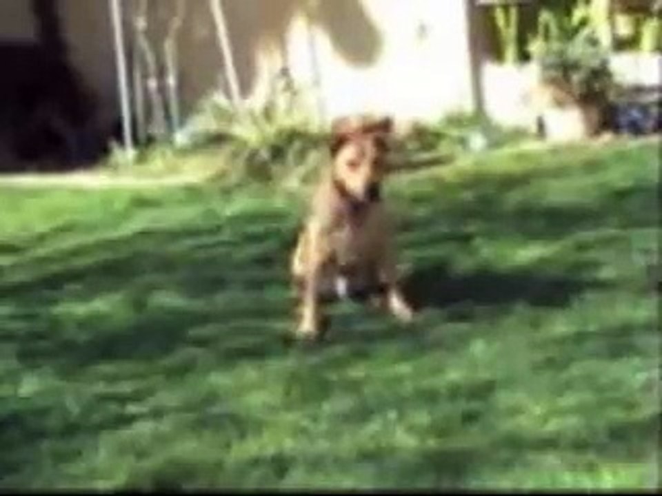 The Maximum Dog