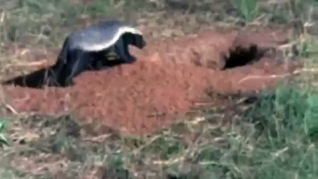 Warthog vs Honey Badger