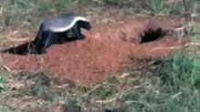 Warthog vs Honey Badger