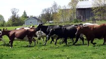 Cows running, jumping and galloping for Joy. Vacas saltan de alegría. 快乐牛度假 幸せな牛 खुश गायों