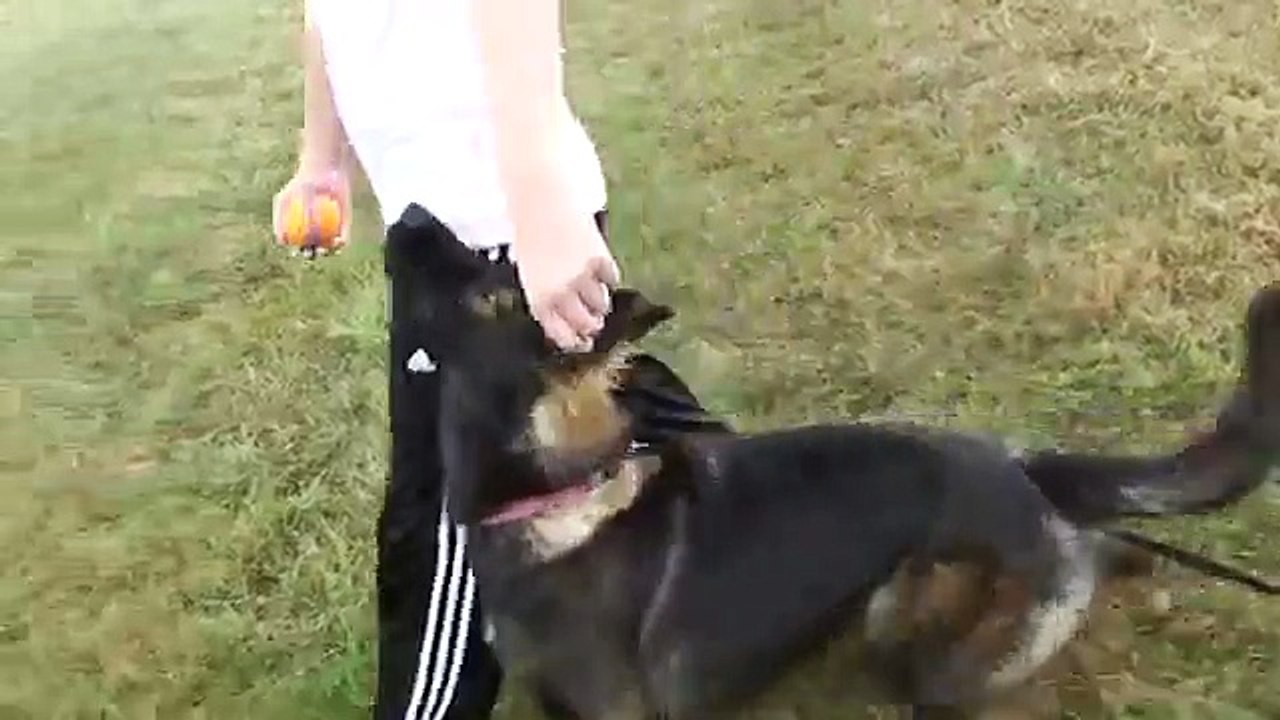 Gussy Gymor in Training (Dark Sable long coat German Shepherd Dog)