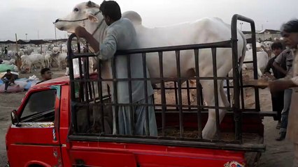 Sibbi Bhagnaari SolD in 1 lac Karachi 2015