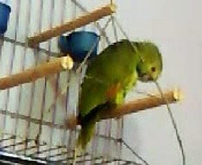 pé de pano meu papagaio é fã do fala mansa