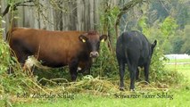 Alte Nutztierrassen Folge 11: Tux-Zillertaler Rinder, bedrohte Tuxer Kuh, Tier Doku Tirol