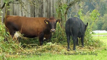 Alte Nutztierrassen Folge 11: Tux-Zillertaler Rinder, bedrohte Tuxer Kuh, Tier Doku Tirol