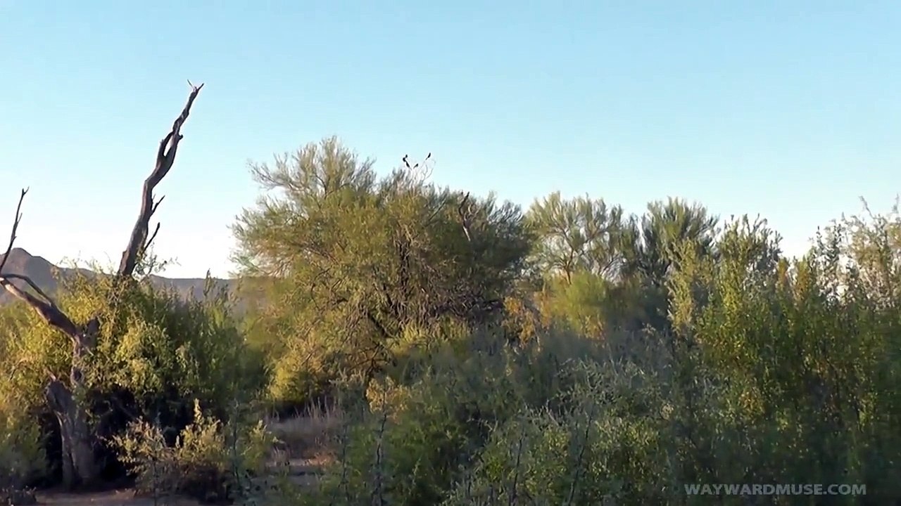A Flock of Phainopepla