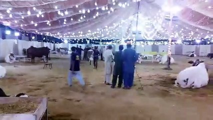 Best Beautiful Qurbani at Fazal Cattle Farm 2015