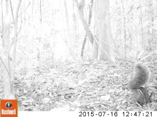 ‘Vampire’ squirrel caught on film