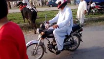Qurbani Bull Of 2013 Islamabad Mandi memories