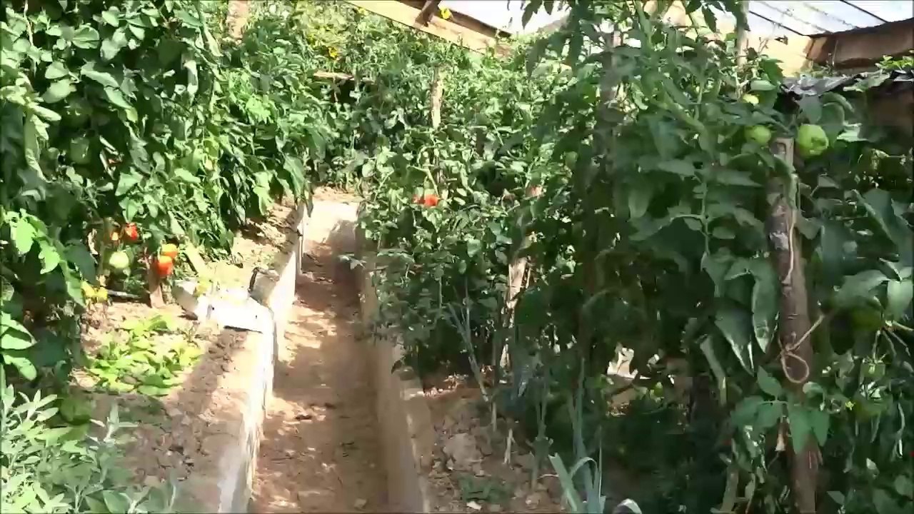 serre video2