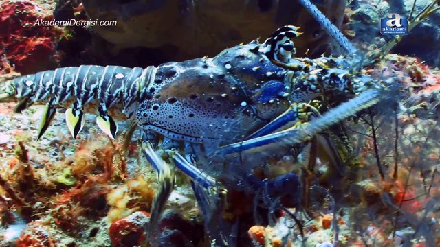 Okyanus - Dinlendirici müzikler | Ocean - Relaxing music