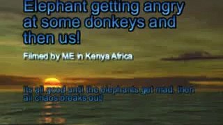 Злой слон нападает на осла (Angry Elephant attacks donkey)