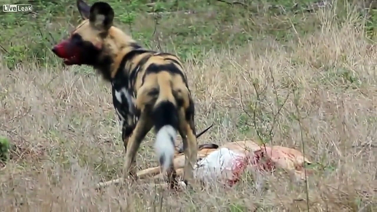 Caylanı Canlı Canlı Yiyen Acımasız Vahşi Köpek