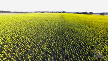 Sunflower Field Flyover in 4K with DJI Phantom 3 Drone