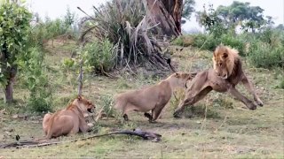 Lions Protecting His Mother [Metamorphosis Documentary]