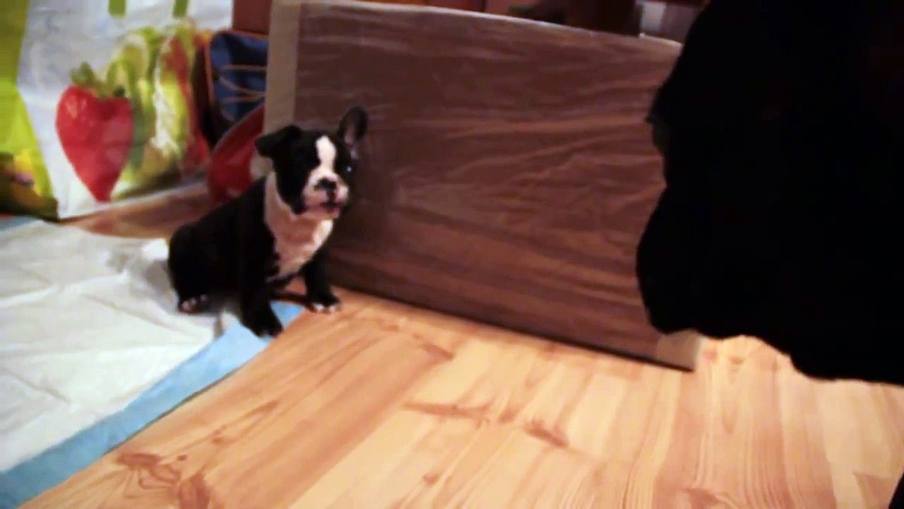 Buldog Francuski CHICO i ELI :) PIERWSZE SPOTKANIE