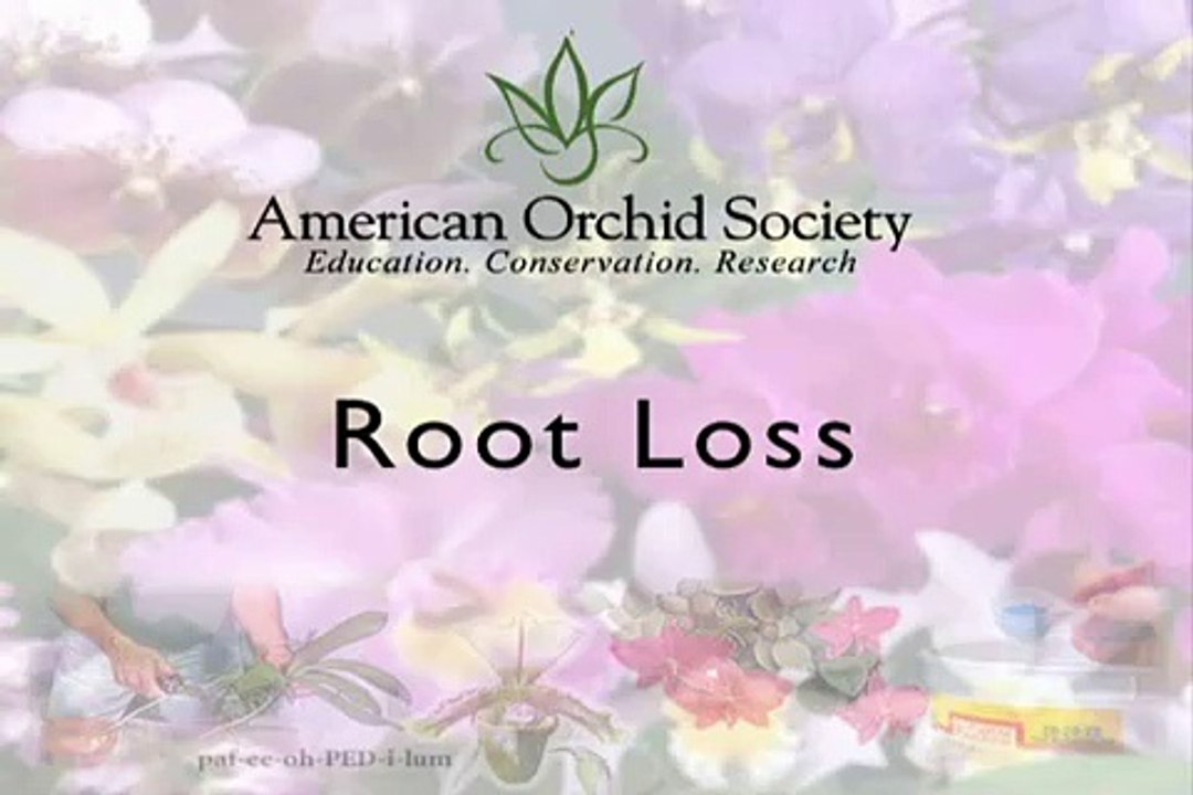 Root Loss