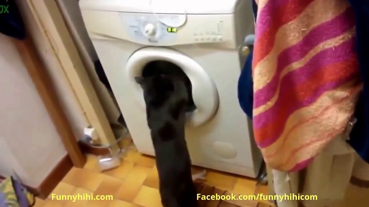 Funny Cats Compilation Funny Animals Cartoons Funny Cat Videos Funny Animal 2015
