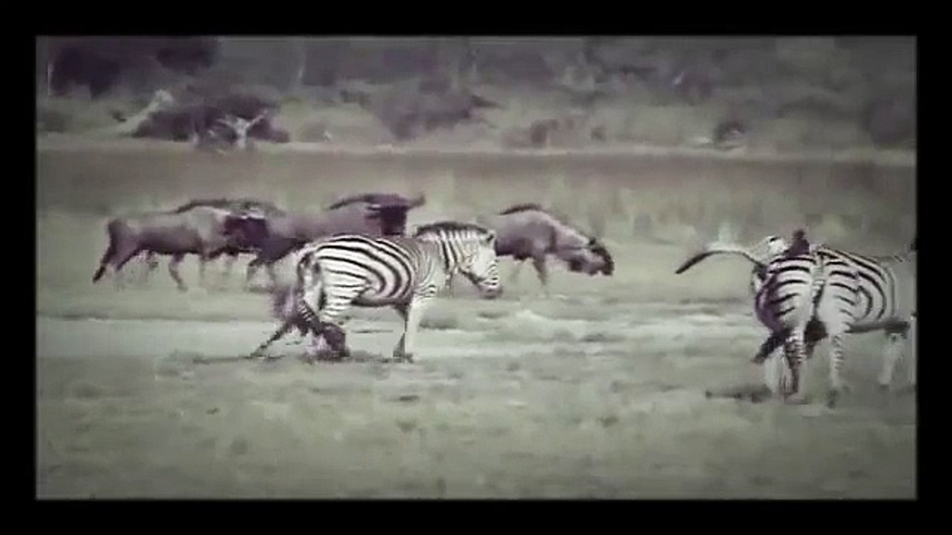 ⁣Zebra birth & wild