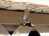 Monarch Butterfly Chrysalis Hatching Bonita Springs, Florida