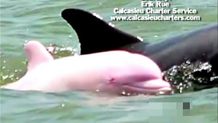 Así luce el delfín rosado que fue visto en Estados Unidos