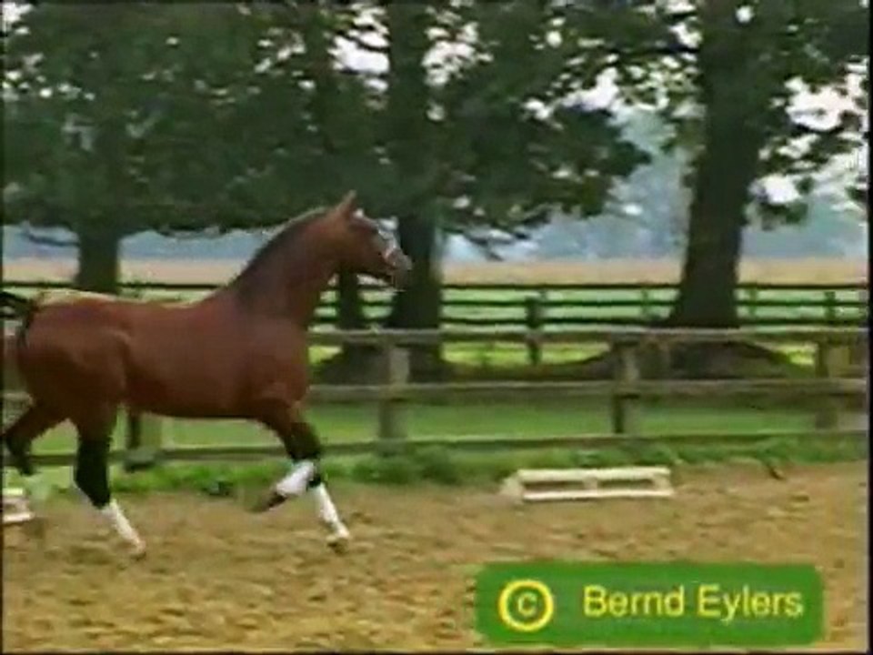 Tribute to free moven horses (Dario G - Sunshine)