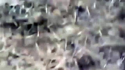 Antonio Velardo Hump Day in Italy