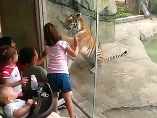 Friendly Tiger Gives Thanks To Children At Indianapolis Zoo - BNR Creations